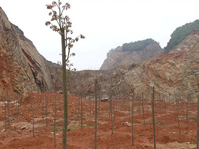 荒山复绿工程 - 安平县成帅边坡防护工程有限公司图片4