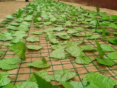 绿化铁丝网 - 安平县成帅边坡防护工程有限公司图片2