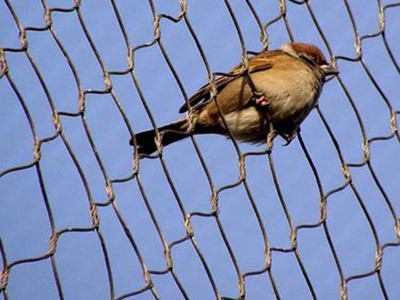 不锈钢绳网 - 安平县成帅边坡防护工程有限公司图片4