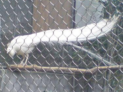 不锈钢绳网 - 安平县成帅边坡防护工程有限公司图片6